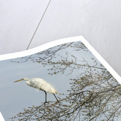 Egret by Anonymous