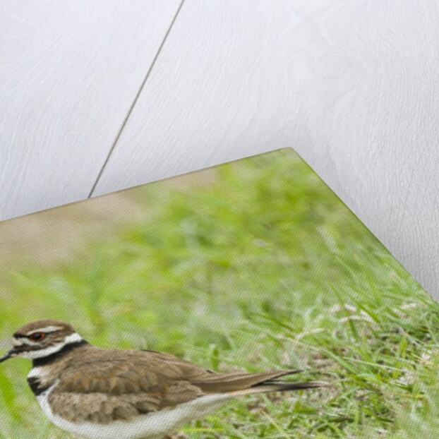 Killdeer by Anonymous