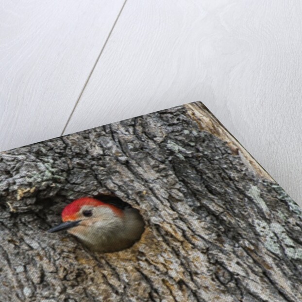 Red-bellied Woodpecker by Anonymous