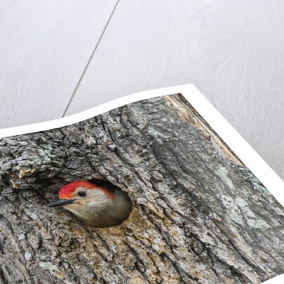 Red-bellied Woodpecker by Anonymous