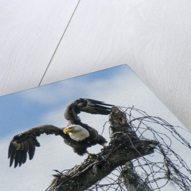 American Eagle by Anonymous