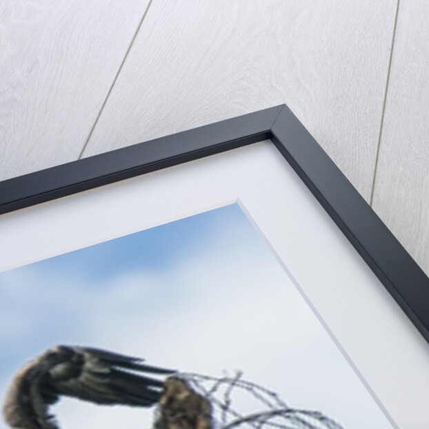 American Eagle by Anonymous