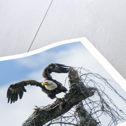 American Eagle by Anonymous