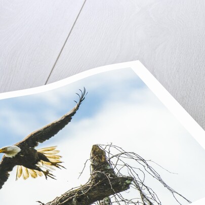 American Eagle by Anonymous