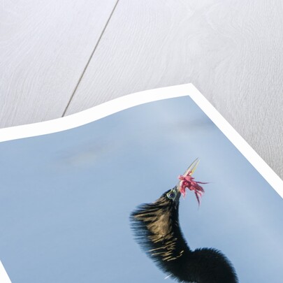 Anhinga with string in its beak by Anonymous