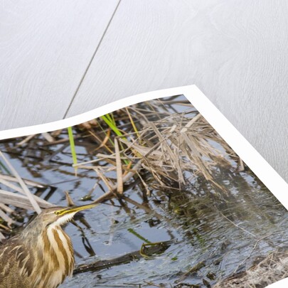 American Bittern by Anonymous