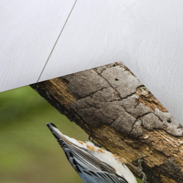 White-breasted Nuthatch by Anonymous