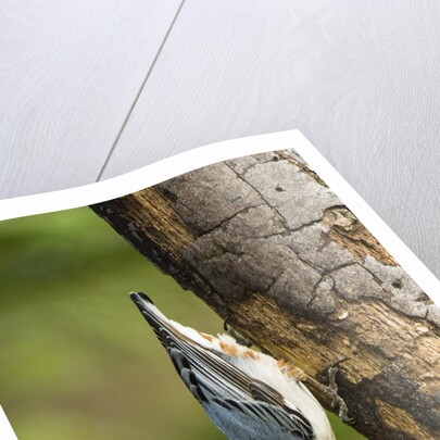 White-breasted Nuthatch by Anonymous