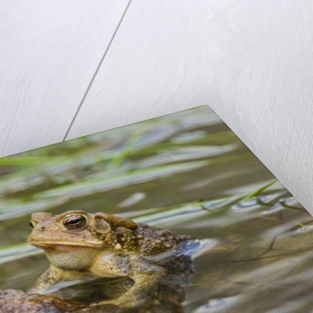 Fowler Frog by Anonymous