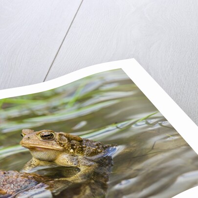 Fowler Frog by Anonymous