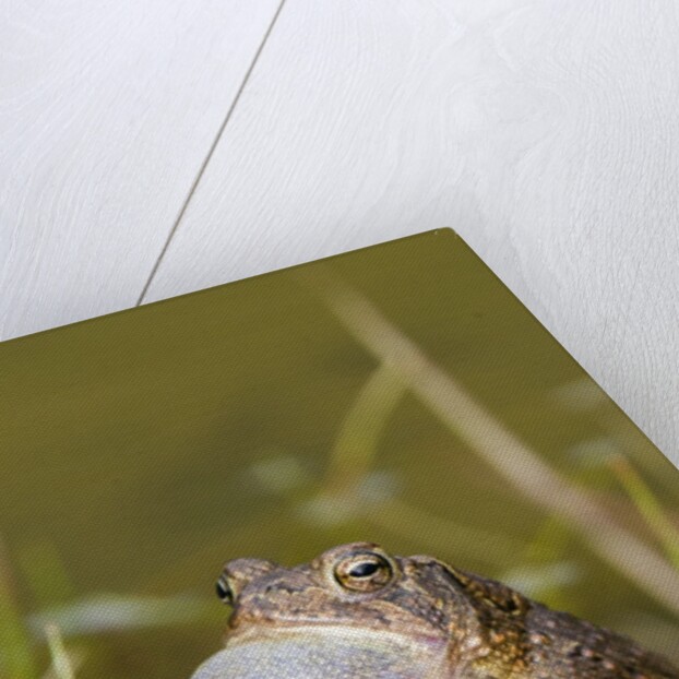 Fowler Frog by Anonymous