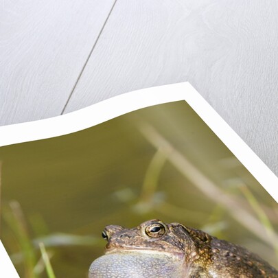 Fowler Frog by Anonymous