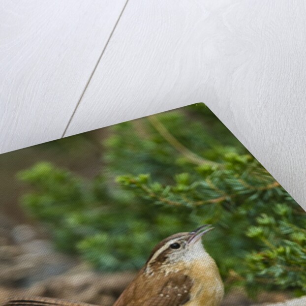 Carolina Wren by Anonymous