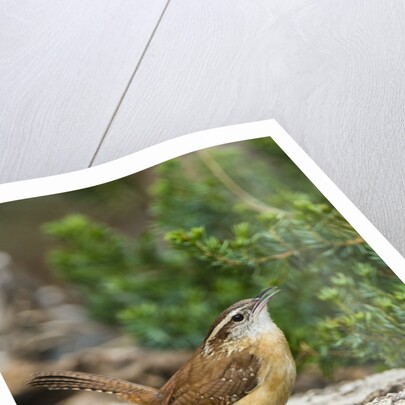 Carolina Wren by Anonymous