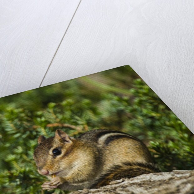 Eastern Chipmunk by Anonymous