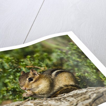 Eastern Chipmunk by Anonymous