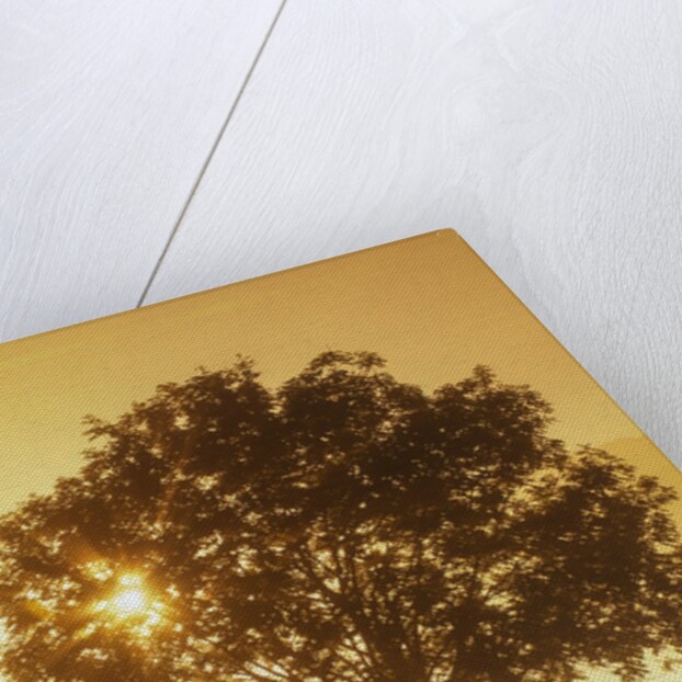 Sunrise and a tree by Anonymous