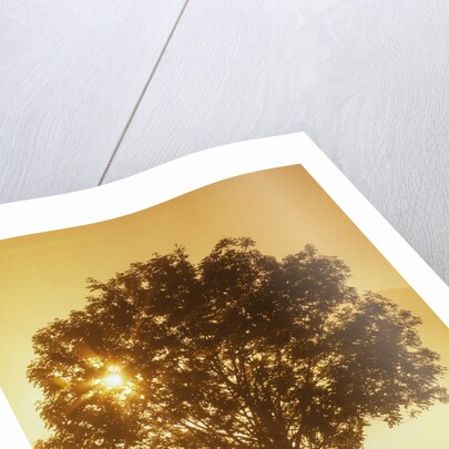 Sunrise and a tree by Anonymous