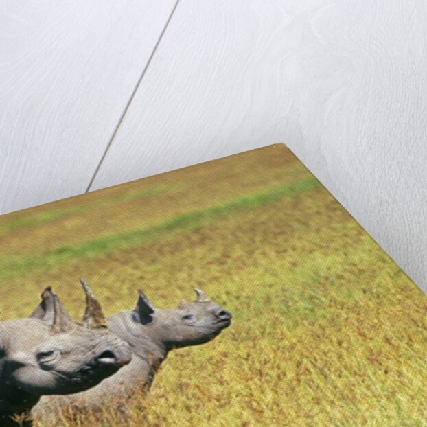 Rhino in Kenya by Anonymous