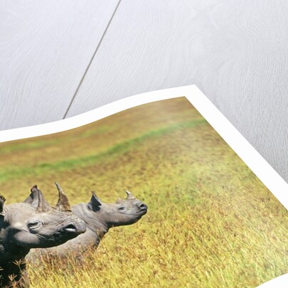 Rhino in Kenya by Anonymous