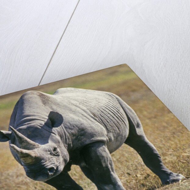 Rhino in Kenya by Anonymous