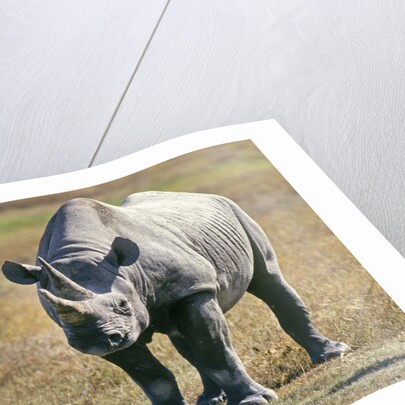 Rhino in Kenya by Anonymous