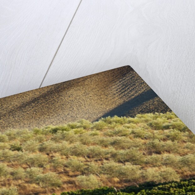 Vineyards and olive grove in the rolling hills of Tuscany by Anonymous