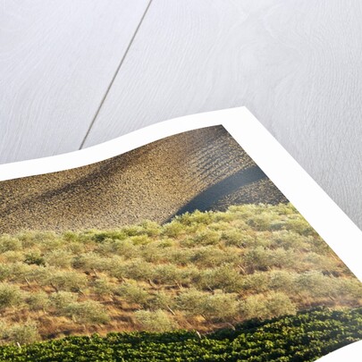 Vineyards and olive grove in the rolling hills of Tuscany by Anonymous