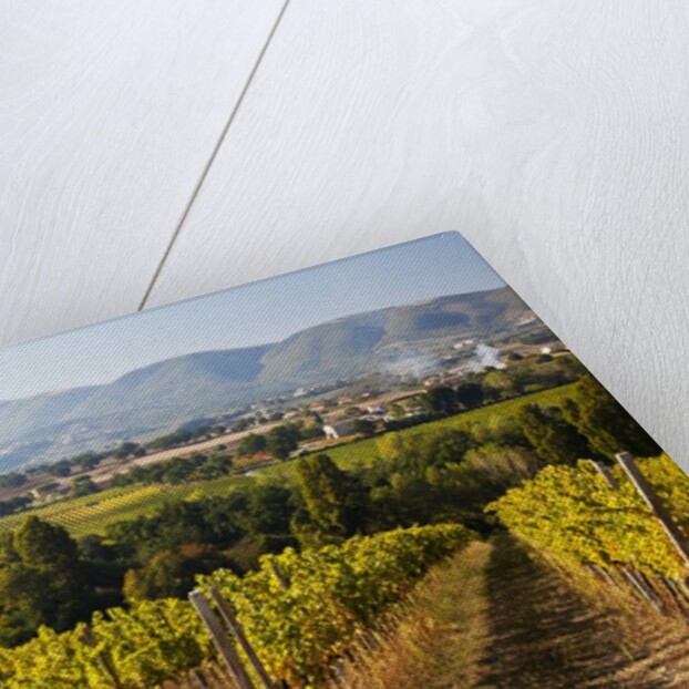 Vineyards draping hillsides by Anonymous