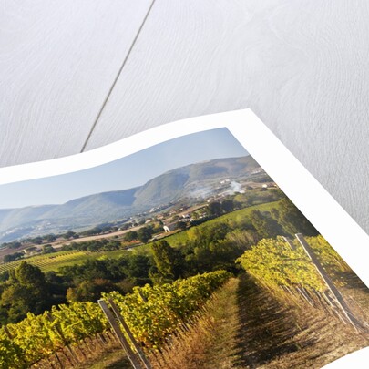 Vineyards draping hillsides by Anonymous