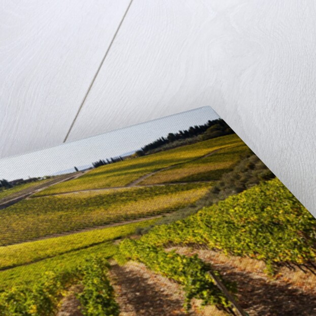 Villa and vineyards in the rolling hills of Tuscany by Anonymous