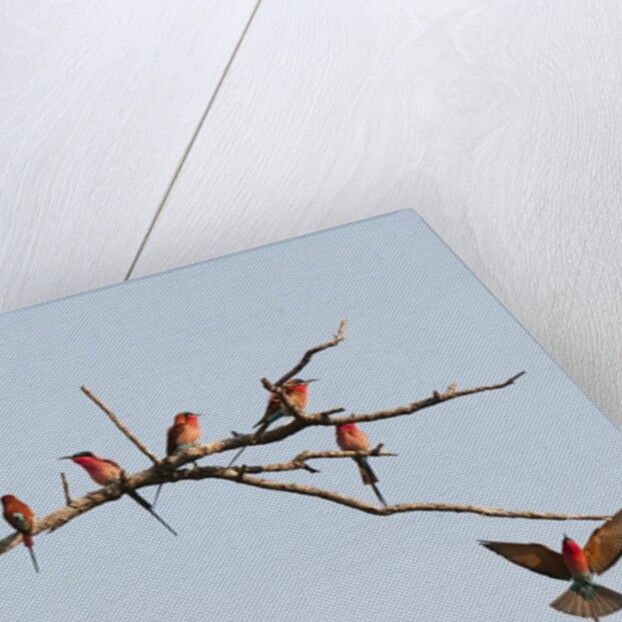 Southern Carmine Bee-eater (Merops nubicoides) by Anonymous