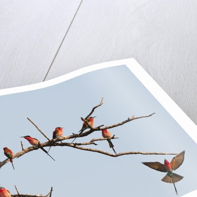 Southern Carmine Bee-eater (Merops nubicoides) by Anonymous