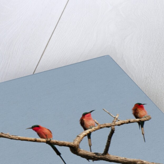 Southern Carmine Bee-eater (Merops nubicoides) by Anonymous