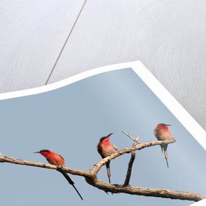 Southern Carmine Bee-eater (Merops nubicoides) by Anonymous