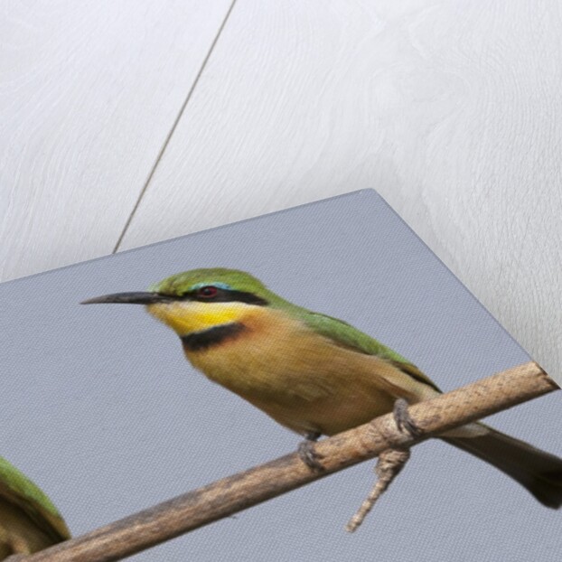 Little bee-eater (Merops pusillus) by Anonymous