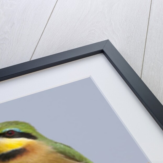 Little bee-eater (Merops pusillus) by Anonymous