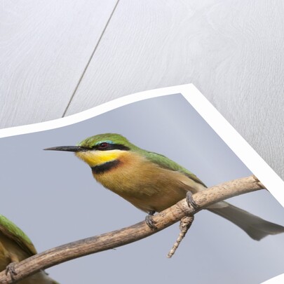 Little bee-eater (Merops pusillus) by Anonymous