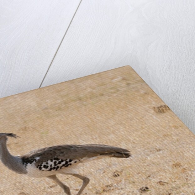 Kori bustard (Ardeotis kori) by Anonymous