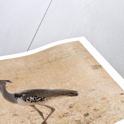 Kori bustard (Ardeotis kori) by Anonymous