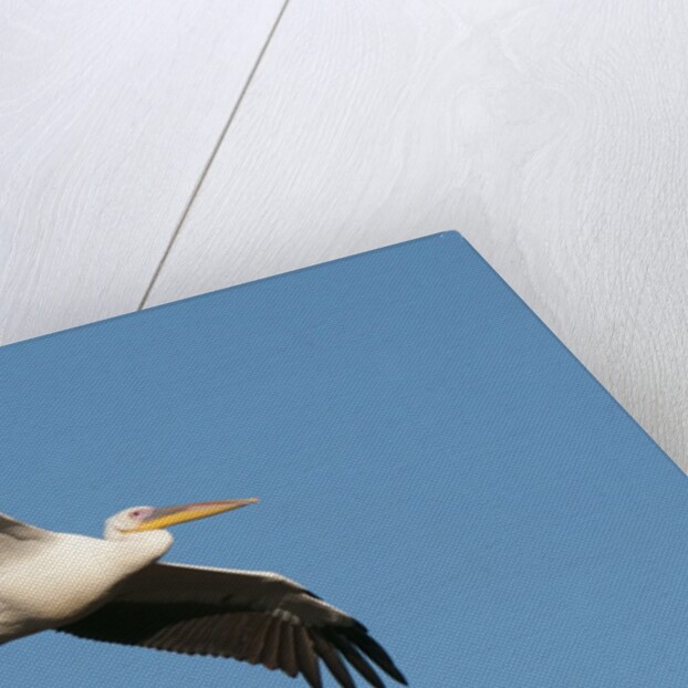 Great white pelican (Pelecanus onocrotalus) by Anonymous