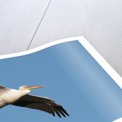 Great white pelican (Pelecanus onocrotalus) by Anonymous