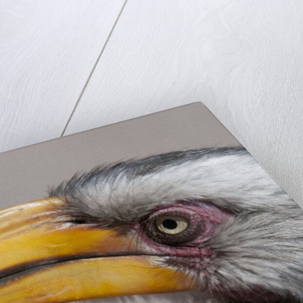Southern yellow-billed hornbill (Tockus leucomelas) by Anonymous