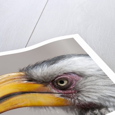 Southern yellow-billed hornbill (Tockus leucomelas) by Anonymous