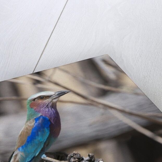 Lilac-breasted roller (Coracias caudata) by Anonymous