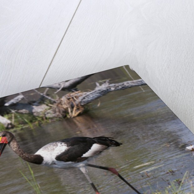 Saddle-billed stork (Ephippiarhynchus senegalensis) by Anonymous