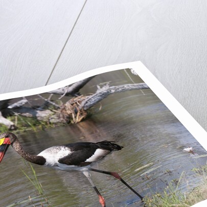 Saddle-billed stork (Ephippiarhynchus senegalensis) by Anonymous