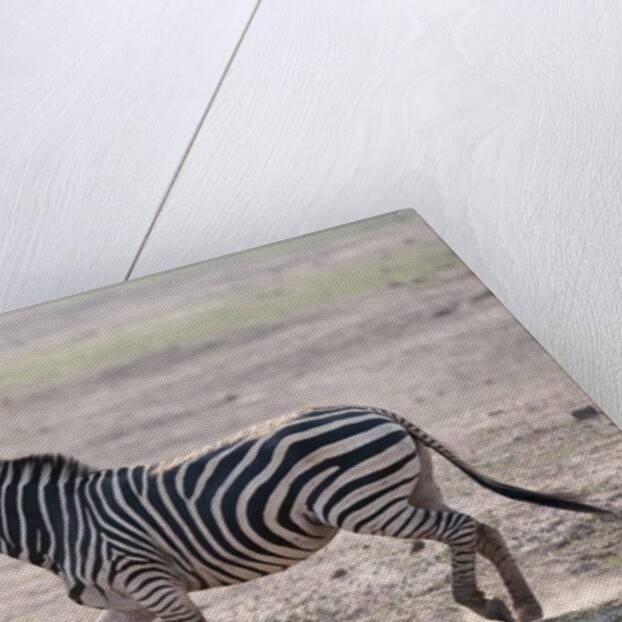 Common zebra by Anonymous