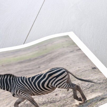 Common zebra by Anonymous