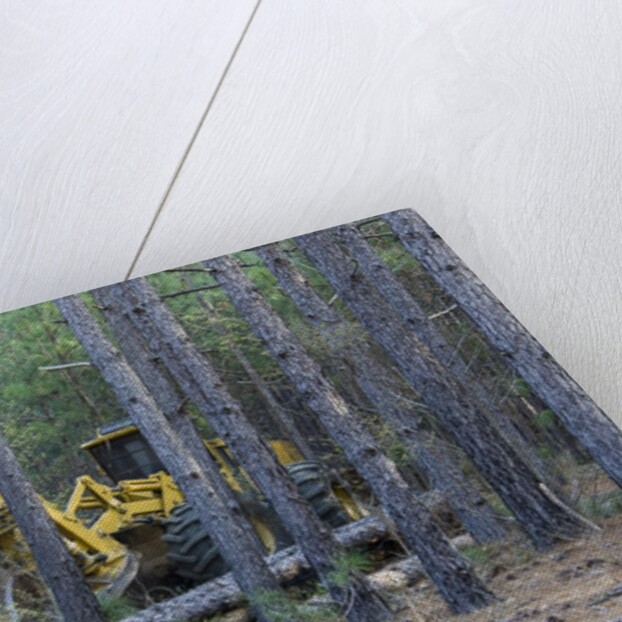 Pine Forest Logging by Anonymous
